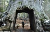 Um túnel feito em um tronco de uma gigantesca sequoia morta, no Yosemite National Park, na Califórnia, nos Estados Unidos